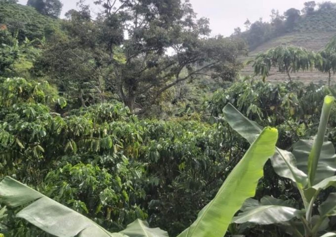 CHỦ CẦN BÁN GẤP 5 SÀO HOẶC 1,5HA ĐẤT TẠI THÔN 9, TÂN LẠC, BẢO LÂM, LÂM ĐỒNG