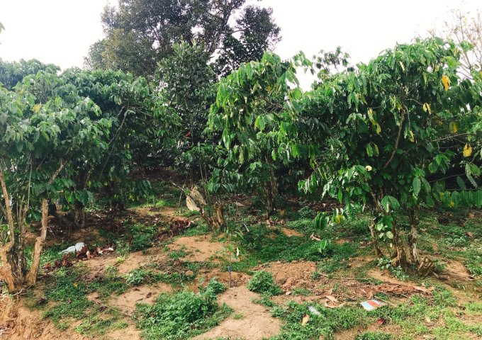 CHỦ CẦN BÁN GẤP 5 SÀO HOẶC 1,5HA ĐẤT TẠI THÔN 9, TÂN LẠC, BẢO LÂM, LÂM ĐỒNG