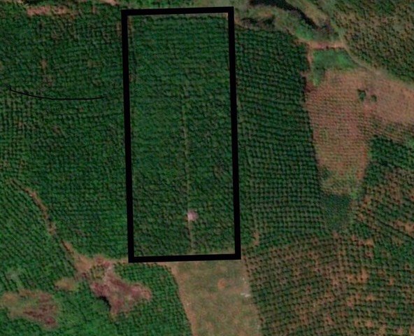 CẦN BÁN 9 SÀO ĐẤT CÀ PHÊ ĐƯỜNG SỐ 21 LỘC QUẢNG. BẢO LÂM, LÂM ÐỒNG