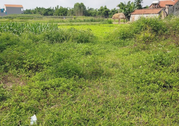 CHÍNH CHỦ CẦN BÁN GẤP LÔ ĐẤT ĐẸP THÔN ĐÔNG SƠN, XÃ TÂN BÌNH, HUYỆN ĐẦM HÀ, QUẢNG NINH