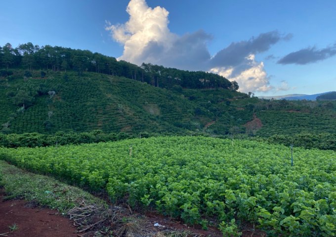 CHÍNH CHỦ BÁN LÔ ĐẤT VIEW ĐẸP TRÊN LÀ NÚI DƯỚI LÀ SUỐI CHẠY QUANH ĐẤT ĐƯỜNG Ô TÔ VÀO TẬN SÂN ,