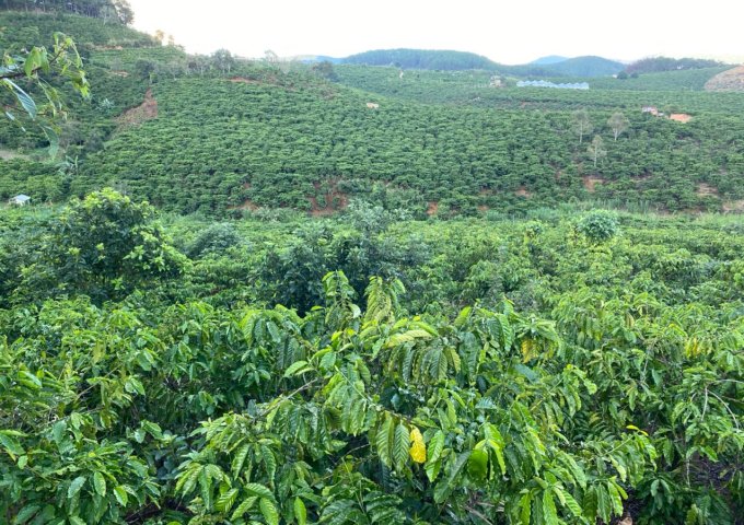 CHÍNH CHỦ BÁN LÔ ĐẤT VIEW ĐẸP TRÊN LÀ NÚI DƯỚI LÀ SUỐI CHẠY QUANH ĐẤT ĐƯỜNG Ô TÔ VÀO TẬN SÂN ,