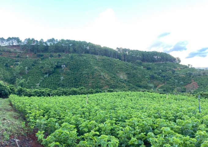 CHÍNH CHỦ BÁN LÔ ĐẤT VIEW ĐẸP TRÊN LÀ NÚI DƯỚI LÀ SUỐI CHẠY QUANH ĐẤT ĐƯỜNG Ô TÔ VÀO TẬN SÂN ,