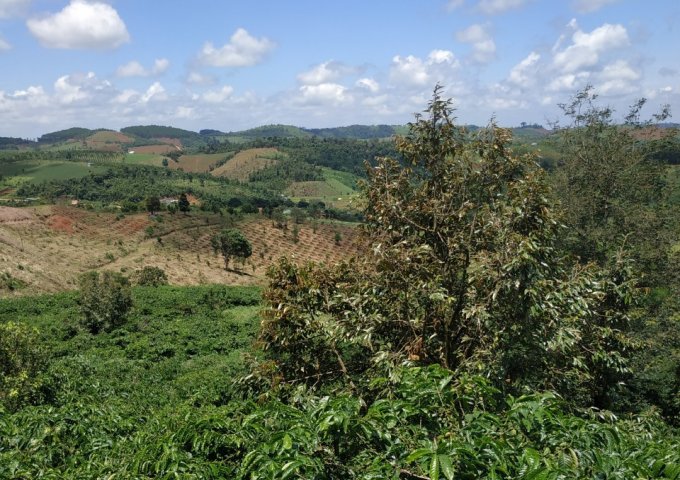 2 ha đất trồng café và sầu riêng, giá chỉ 0.9 tỷ, nguồn thu tốt.