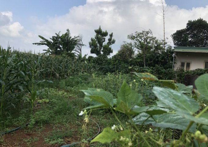 CHÍNH CHỦ CẦN BÁN ĐẤT ĐẸP GIÁ TỐT CHỈ CÓ Ở LỘC NGÃI , BẢO LÂM . HOTLINE : 0388292945