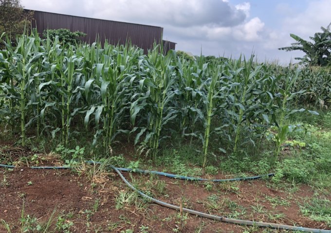 CHÍNH CHỦ CẦN BÁN ĐẤT ĐẸP GIÁ TỐT CHỈ CÓ Ở LỘC NGÃI , BẢO LÂM . HOTLINE : 0388292945