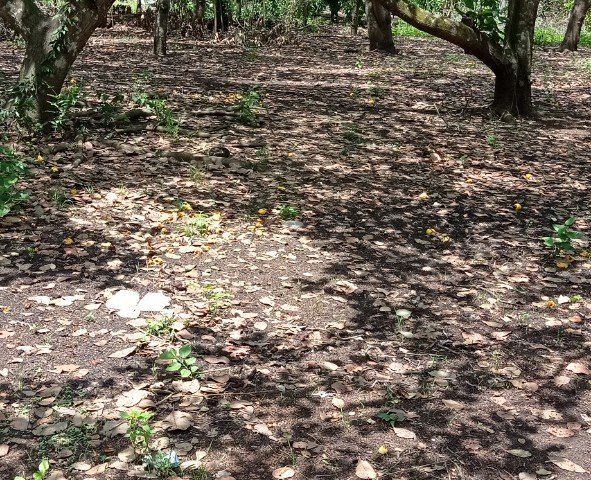 CHÍNH CHỦ CẦN BÁN ĐẤT VƯỜN GIÁ 395 TRIỆU / SÀO TẠI XÃ SÔNG RAY, HUYỆN CẨM MỸ ĐỒNG NAI