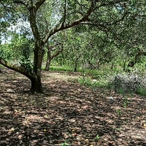 CHÍNH CHỦ CẦN BÁN ĐẤT VƯỜN GIÁ 395 TRIỆU / SÀO TẠI XÃ SÔNG RAY, HUYỆN CẨM MỸ ĐỒNG NAI