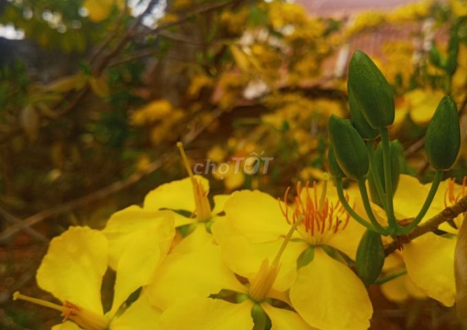 NHÀ CHÍNH CHỦ CHO THUÊ NGUYÊN CĂN GẦN CHỢ 300M2