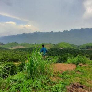 CHÍNH CHỦ CẦN BÁN ĐẤT VƯỜN TRỒNG CAM VÀ BƯỞI TẠI XÃ HƯƠNG NHƯỢNG - HUYỆN LẠC SƠN - TỈNH HOÀ BÌNH