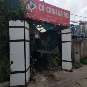 Chính chủ cần sang nhượng cửa hàng cá cảnh Nguyễn Khoái, Hai Bà Trưng, Hà Nội