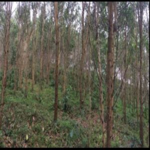 Chính chủ có lô đất vườn rừng cần bán tại địa chỉ Khuổi Cáp tổ 5 thị trấn Na Hang, huyện Na Hang, tỉnh Tuyên Quang