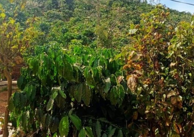 CHÍNH CHỦ CẦN BÁN LÔ ĐẤT ĐẸP XÃ NAM HÀ, HUYỆN LÂM HÀ, LÂM ĐỒNG.LIÊN HỆ: 0867710379