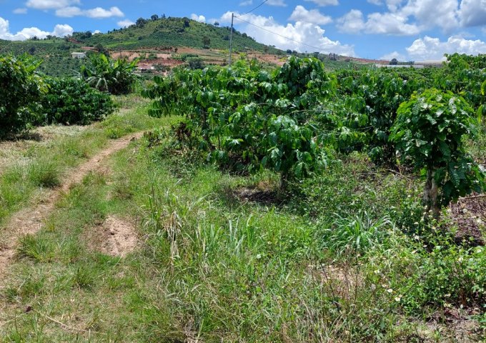 CẦN BÁN LÔ ĐẤT ĐẸP THÔN HAI BÀ TRƯNG, XÃ NAM HÀ, HUYỆN LÂM HÀ, LÂM ĐỒNG.LIÊN HỆ TRỰC TIẾP : 0867710379