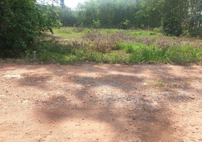 GIÁP CHỦ CẦN BÁN ĐẤT LONG NGUYÊN, BÀU BÀNG, BÌNH DƯƠNG