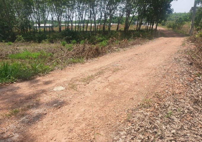 GIÁP CHỦ CẦN BÁN ĐẤT LONG NGUYÊN, BÀU BÀNG, BÌNH DƯƠNG