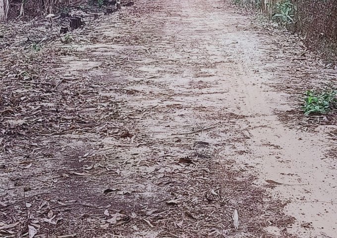 BÁN ĐẤT GIÁ ĐẦU TƯ TẠI ẤP THANH BÌNH, XÃ AN BÌNH , CHÂU THÀNH, TÂY NINH