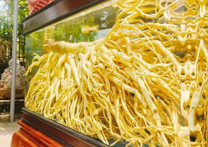 LANH HÀ -CHUYÊN CUNG CẤP ĐINH LĂNG NẾP BẮC