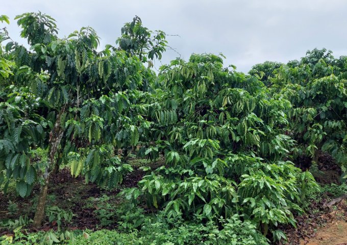 CHÍNH CHỦ CẦN BÁN LÔ ĐẤT VƯỜN TẠI XÃ ĐĂK NUÊ - HUYỆN LĂK - ĐĂK LĂK ..