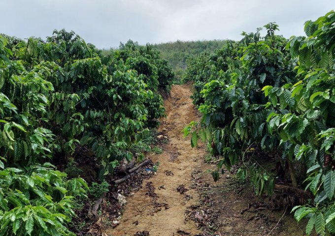 CHÍNH CHỦ CẦN BÁN LÔ ĐẤT VƯỜN TẠI XÃ ĐĂK NUÊ - HUYỆN LĂK - ĐĂK LĂK ..