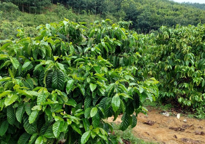 CHÍNH CHỦ CẦN BÁN LÔ ĐẤT VƯỜN TẠI XÃ ĐĂK NUÊ - HUYỆN LĂK - ĐĂK LĂK ..