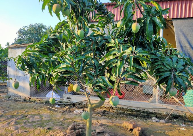 CẦN BÁN LÔ ĐẤT NHÀ VƯỜN TẶNG KÈM NHÀ ĐẸP TẠI XÃ TÂN PHONG - HUYỆN KIẾN THỤY - TP. HẢI PHÒNG .