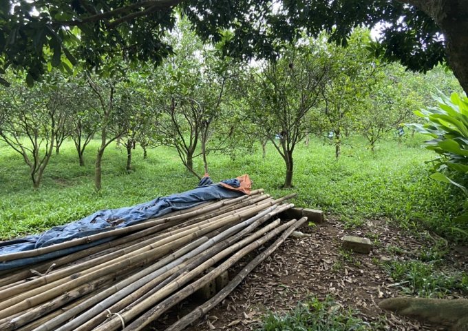 BÁN GẤP LÔ ĐẤT 1.7HA TẠI CAO PHONG - HÒA BÌNH - GIÁ SIÊU TỐT ĐỂ ĐẦU TƯ. LH: 0971277179 - MR.DUY