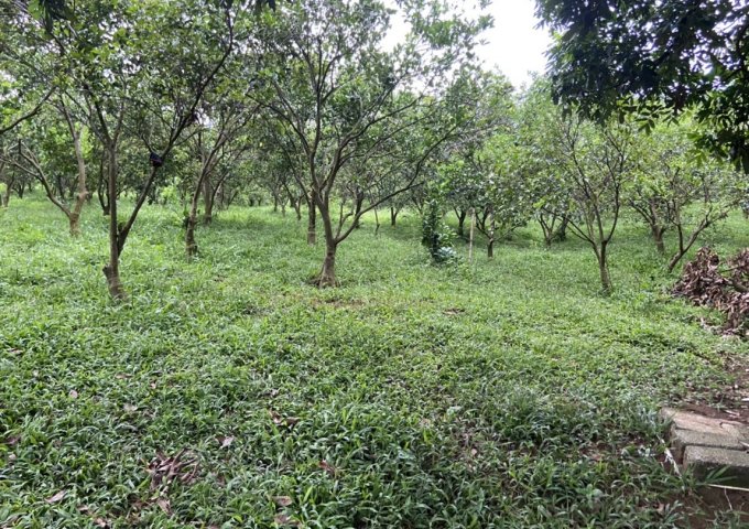 BÁN GẤP LÔ ĐẤT 1.7HA TẠI CAO PHONG - HÒA BÌNH - GIÁ SIÊU TỐT ĐỂ ĐẦU TƯ. LH: 0971277179 - MR.DUY