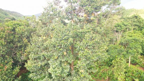 Chính chủ cần bán hơn 100m đất bám mặt suối, tại Suối Đá, Đăk Phơi, huyện Lăk, Đăk Lăk