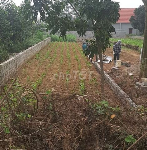 Chính chủ cần chuyển nhượng lô đất thổ cư tại Cổ Đông-Sơn Tây- Hà Nội