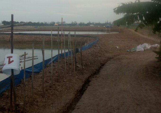Cần bán nhanh lô đất nuôi tôm công nghiệp Đê Biển Xã Vĩnh Thịnh, Huyện Hoà Bình Bạc Liêu