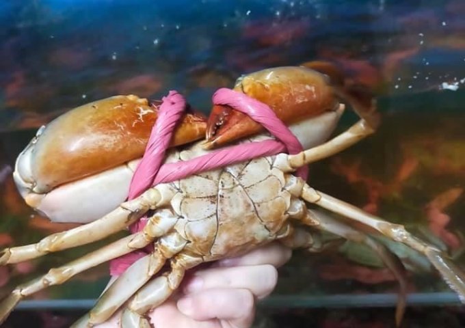 HẢI SẢN HIỀN MÍT XIN KÍNH CHÀO QUÝ KHÁCH HÀNG