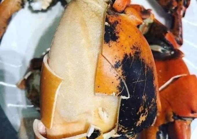 HẢI SẢN HIỀN MÍT XIN KÍNH CHÀO QUÝ KHÁCH HÀNG