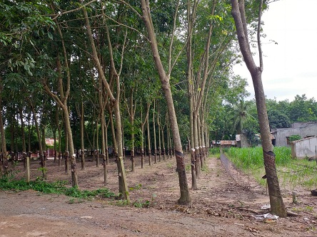 Chính chủ cần bán gấp lô đất tại Ấp Gò Nổi, xã Ninh Điền, huyện Châu Thành, Tây Ninh