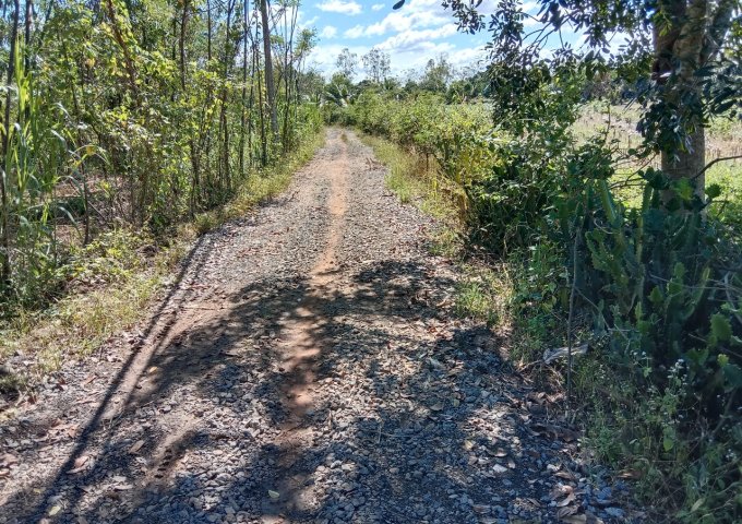 CHÍNH CHỦ CẦN Đất Xã Bảo Hoà . Huyện Xuân Lộc Đồng Nai