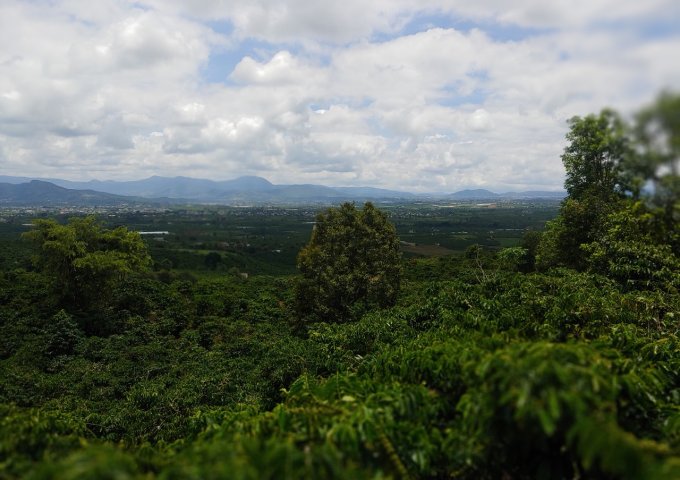 BÁN LÔ ĐẤT VIEW CAO DỐC 800 – TÂN VĂN – LÂM HÀ – LÂM ĐỒNG