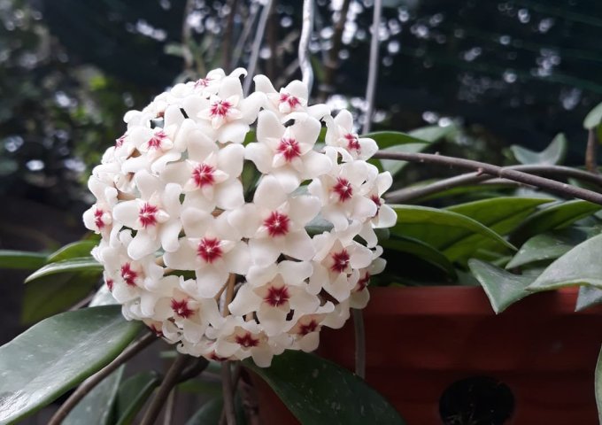 Chính chủ cho thuê nhà cấp 4 cạnh nhà Văn Hoá Từ Liêm , Bắc Từ Liêm, Hà Nội.