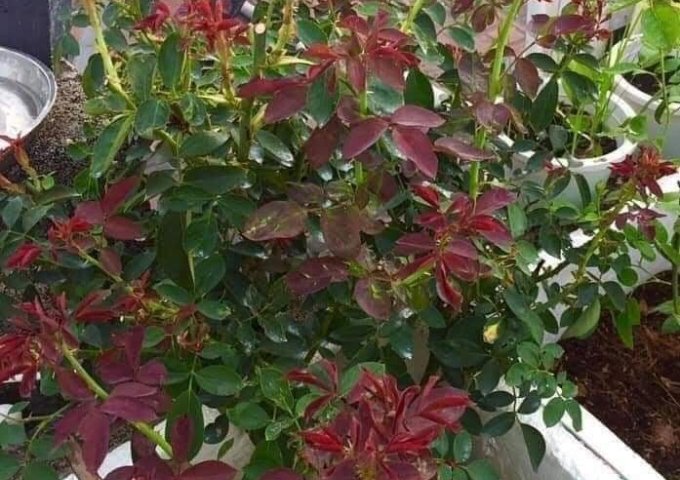 VẬT TƯ CAO VÂN – CHUYÊN CUNG CẤP CÁC SẢN PHẨM PHÂN BÓN