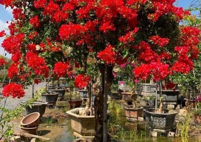 VẬT TƯ CAO VÂN – CHUYÊN CUNG CẤP CÁC SẢN PHẨM PHÂN BÓN