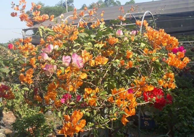 VẬT TƯ CAO VÂN – CHUYÊN CUNG CẤP CÁC SẢN PHẨM PHÂN BÓN