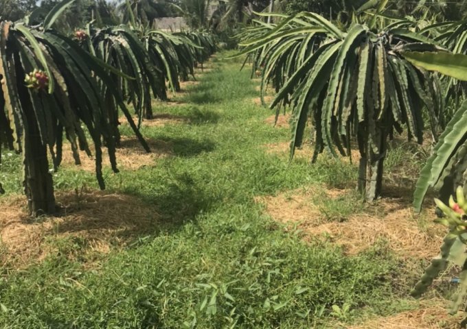 CHÍNH CHỦ CẦN TIỀN BÁN GẤP CÒN DUY NHẤT 1LÔ NỀN ĐẸP KHU VỰC PHƯƠNG THẠNH , CÀNG LONG ,TRÀ VINH