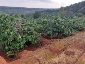 Cần Bán rẫy cà phê sầu riêng bơ Quảng Trực 3 Héc ta Xã Quảng Trực- Huyện Tuy Đức