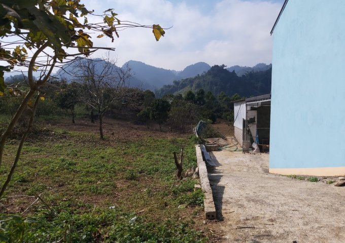 BÁN ĐẤT MẶT ĐƯỜNG 31.5M* 130M SÂU THỊ TRẤN TÂN LẬP – MỘC CHÂU – SƠN LA.(MIỄN QUẢNG CÁO)