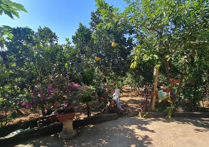 Bán 2155m2 đất tặng nhà 2 tầng + vườn cây ăn quả tại Thị trấn Chũ Bắc Giang hợp đầu tư xây biệt thự