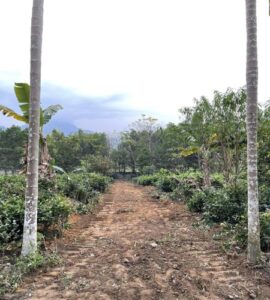 Chính chủ em cần tiền bán gấp mảnh đất tại Ba Trại, Ba Vì, Hà Nội.