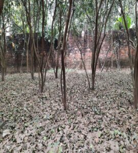 Bán đất bò vàng Tích Giang, Phúc Thọ, Hà Nội