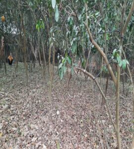 Bán đất bò vàng Tích Giang, Phúc Thọ, Hà Nội