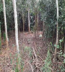 Bán đất bò vàng Tích Giang, Phúc Thọ, Hà Nội