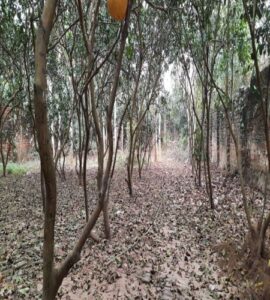 Bán đất bò vàng Tích Giang, Phúc Thọ, Hà Nội