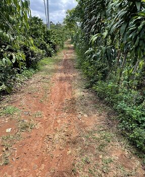 Bán vườn : Bảo Lâm, Lâm Đồng